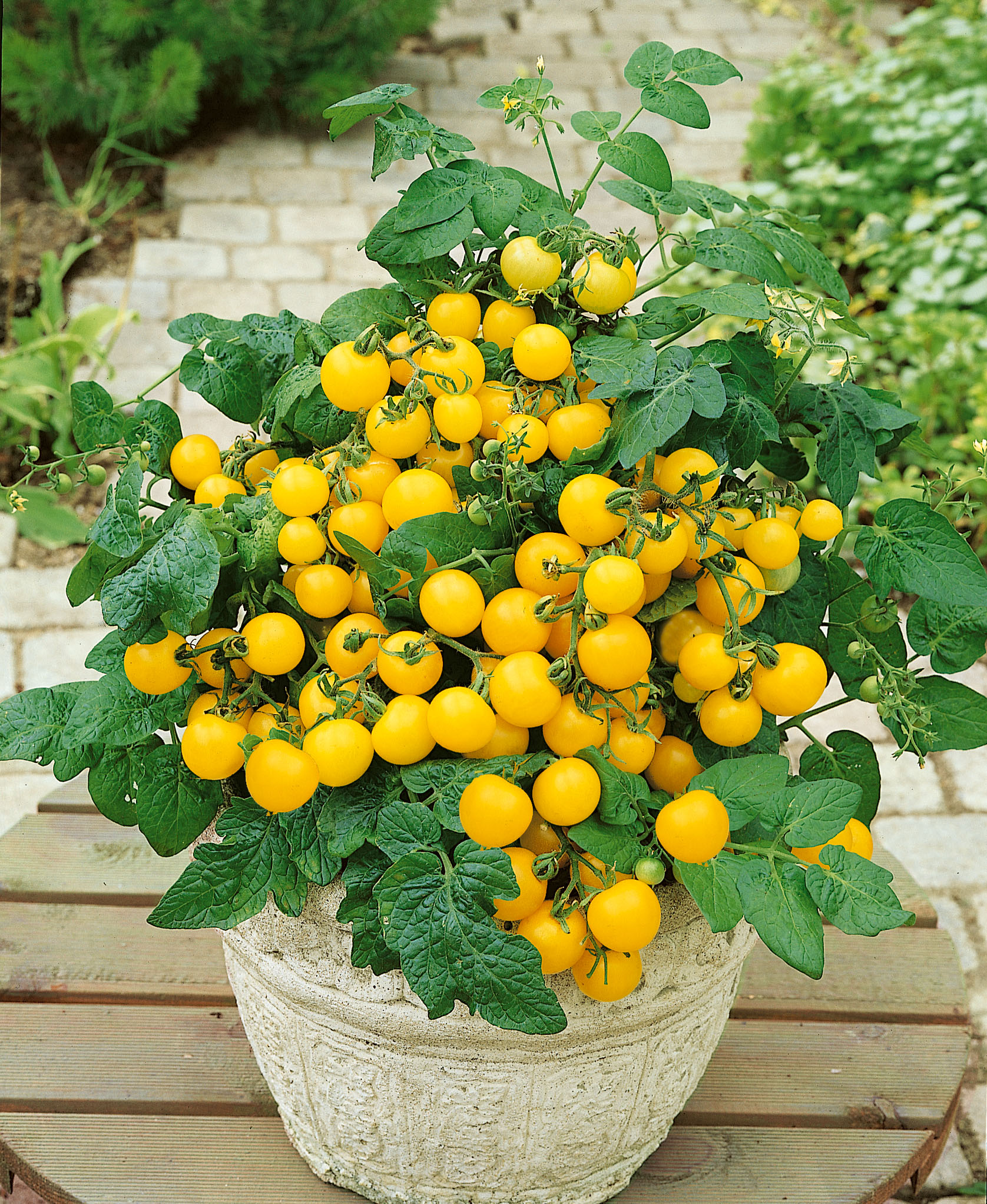 Patio tomatoes in containers